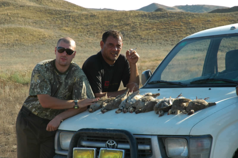 Stone Partridge (Chukar)
