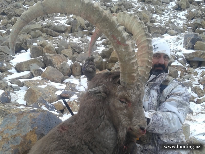 Pamir Ibex in Tajikistan mountains