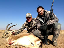 Goitered Gazelle