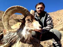 Transcaspian Urial