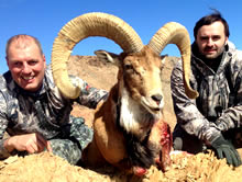 Afghan urial