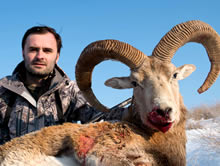 Armenaian mouflon