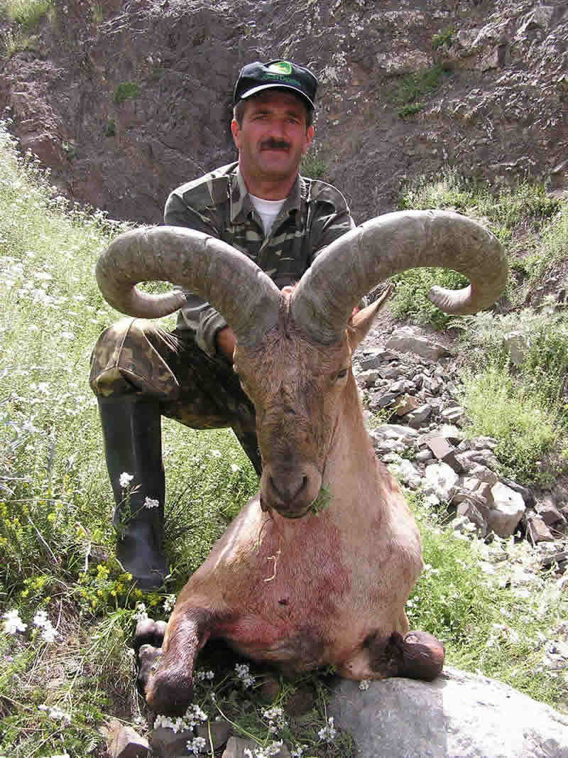 Dagestan Tur — Trophies