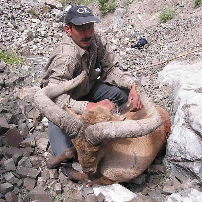 Dagestan Tur — Trophies
