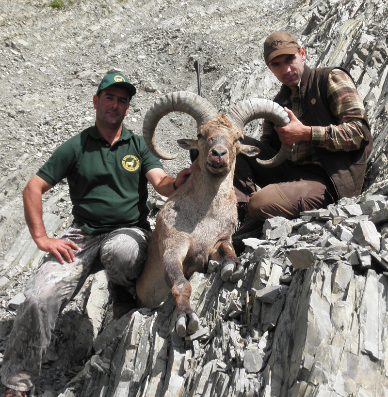 Dagestan Tur — Trophies