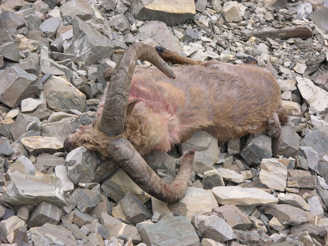 Dagestan Tur — Trophies