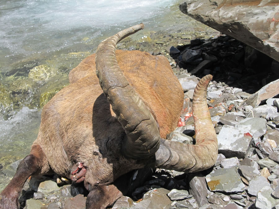 Dagestan Tur — Trophies