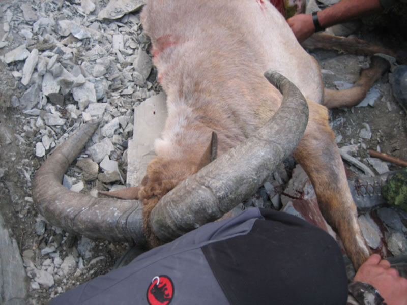 Dagestan Tur — Trophies