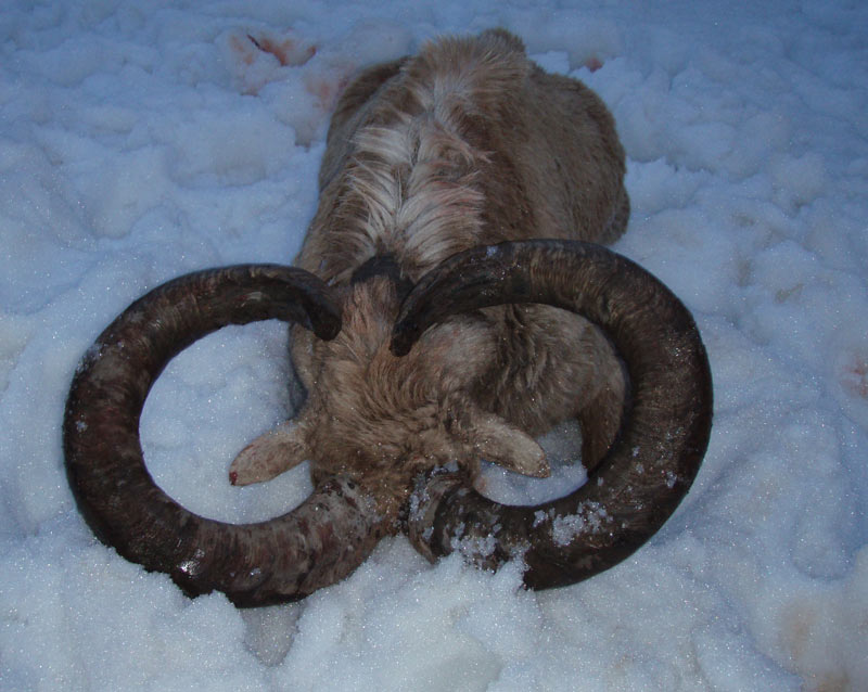 Dagestan Tur — Trophies