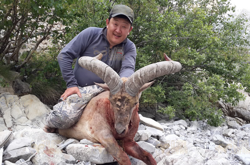 Dagestan Tur — Trophies