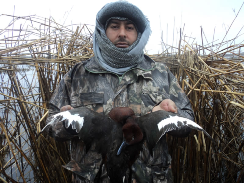 Azerbaijan — Ducks & Stone Partridge
