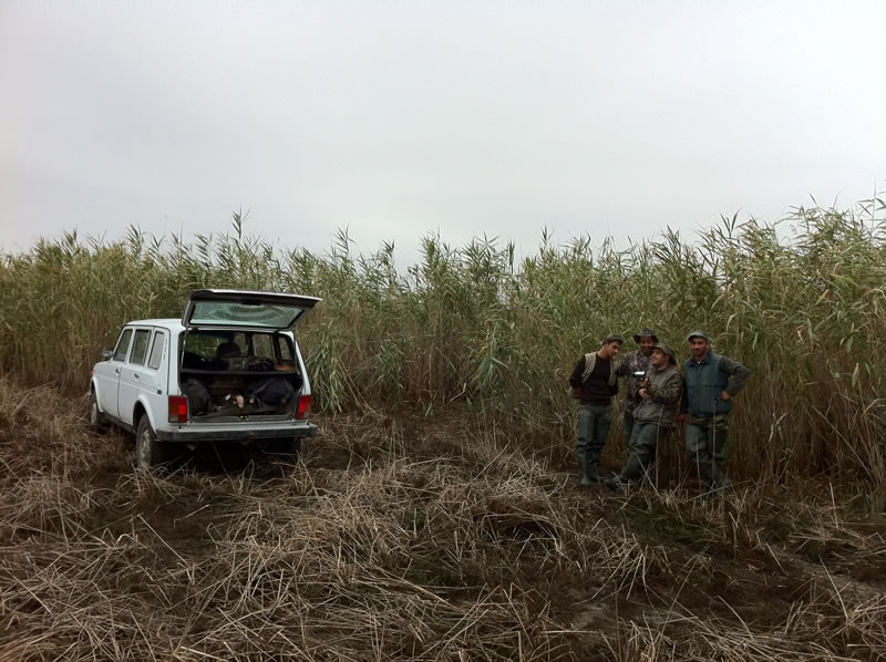 Azerbaijan — Ducks & Stone Partridge