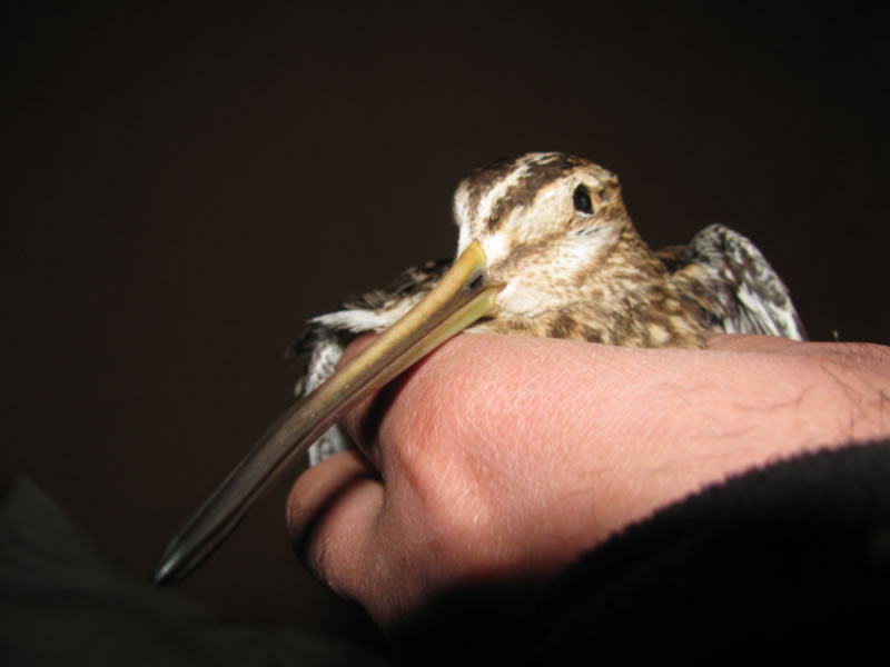 Azerbaijan — Ducks & Stone Partridge