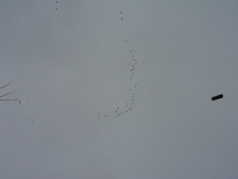 Azerbaijan — Ducks & Stone Partridge