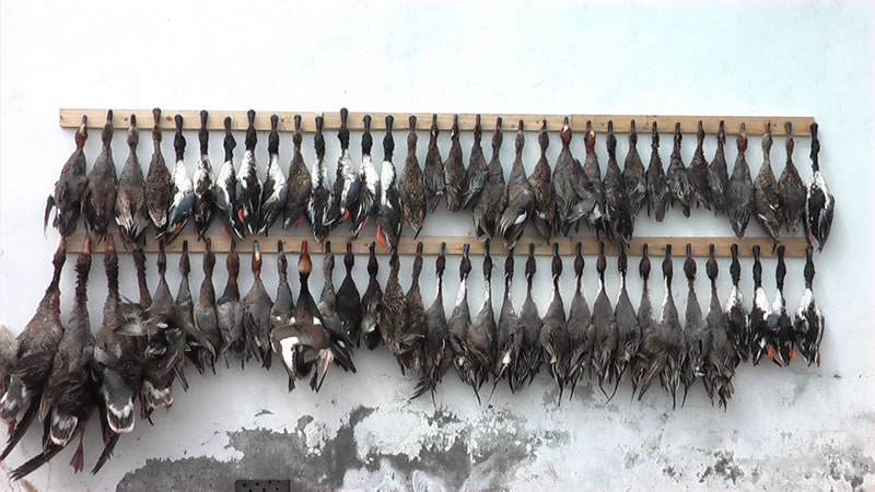 Azerbaijan — Ducks & Stone Partridge