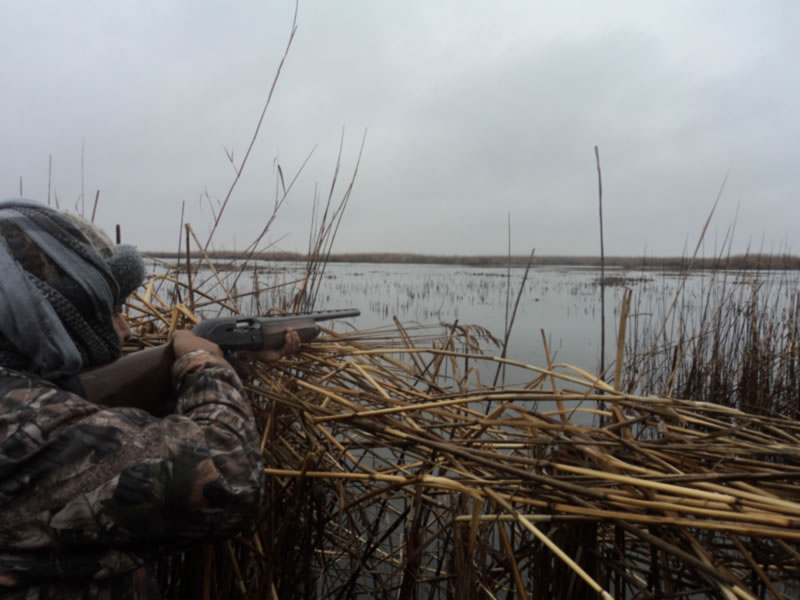 Azerbaijan — Ducks & Stone Partridge