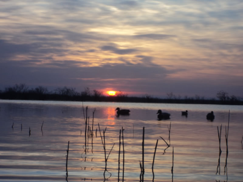 Azerbaijan — Ducks & Stone Partridge