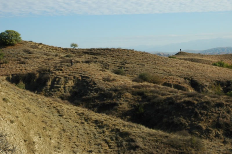 Azerbaijan — Ducks & Stone Partridge