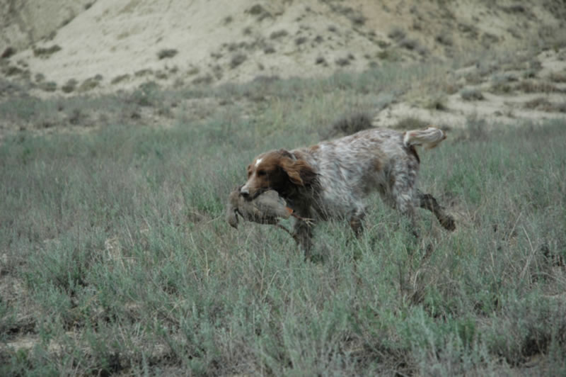 Azerbaijan — Ducks & Stone Partridge