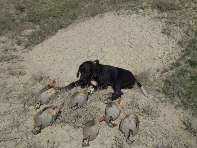 Azerbaijan — Ducks & Stone Partridge