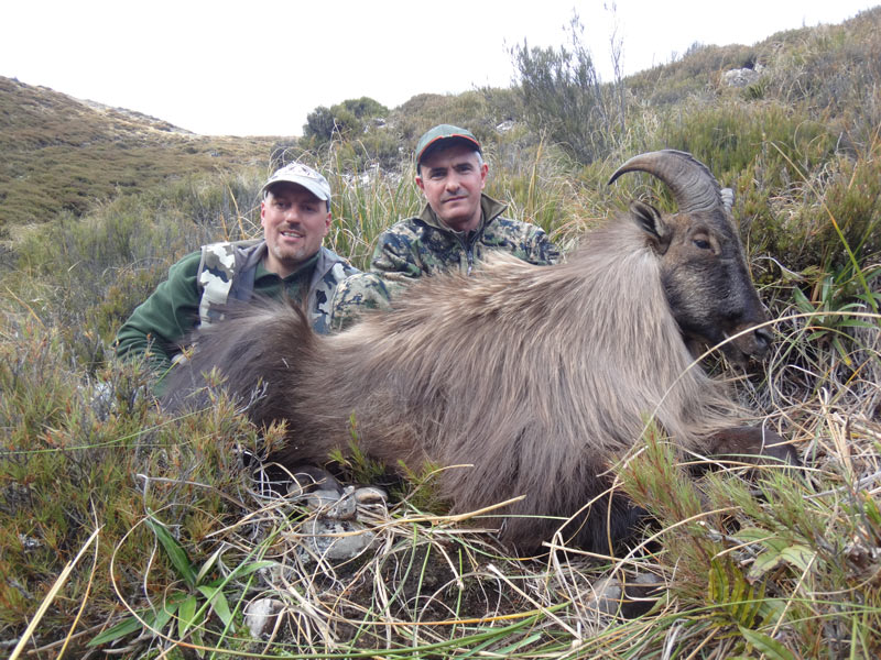 Ali Makhmudov hunted for Tahr in New Zealand