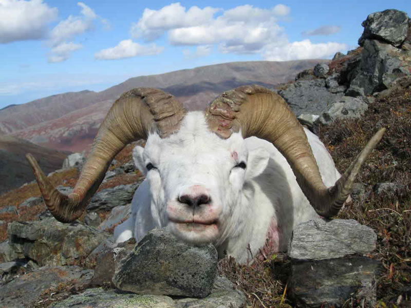 Şimali Amerika