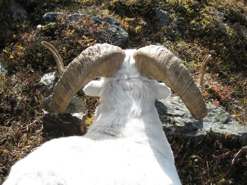 Şimali Amerika